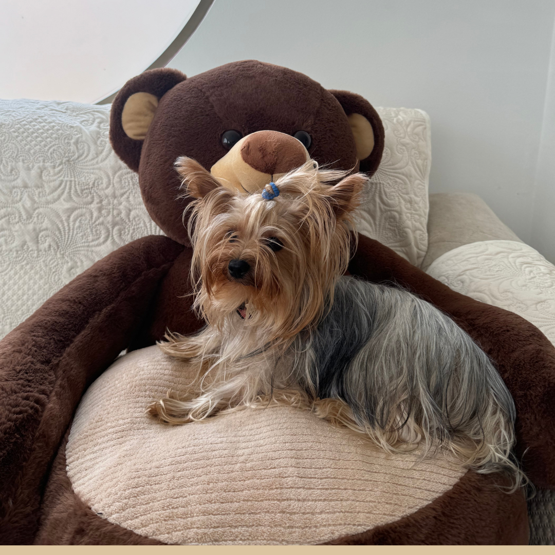 Cama Para Mascotas Pequeñas Tipo Oso